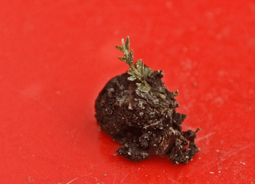 Photograph of dark clump of earth, which contains small green plant parts.